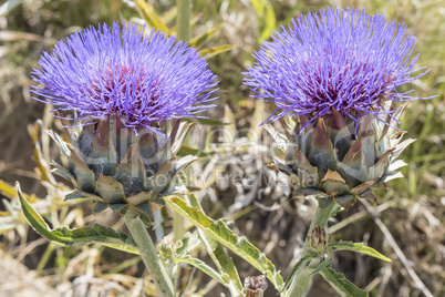 Artichoke Flower