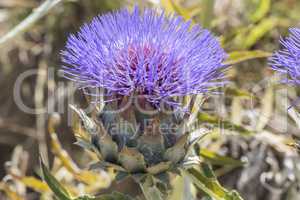 Artichoke Flower