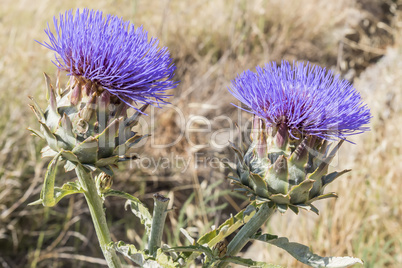 Artichoke Flower