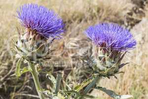 Artichoke Flower