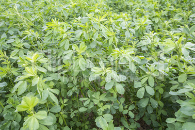 Medicago sativa (Alfalfa)