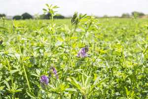 Medicago sativa in bloom (Alfalfa)