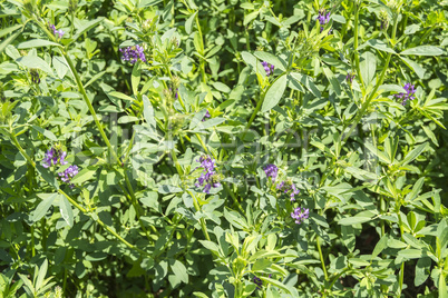 Medicago sativa in bloom (Alfalfa)
