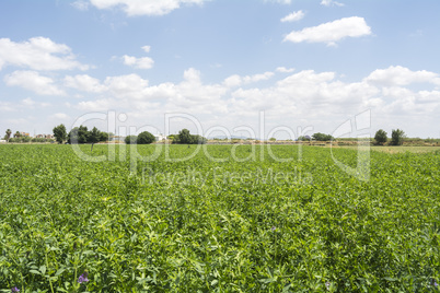 Medicago sativa in bloom (Alfalfa)