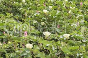 Cotton flower, cotton plant, cotton bud