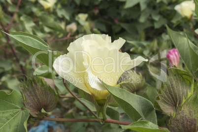 Cotton flower, cotton plant, cotton bud