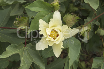 Cotton flower, cotton plant, cotton bud