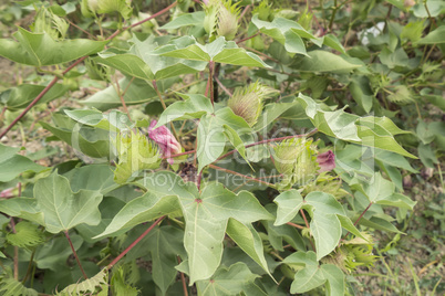 Cotton plant, cotton buds