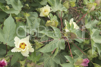 Cotton flower, cotton plant, cotton bud