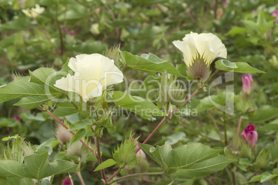 Cotton flower, cotton plant, cotton bud