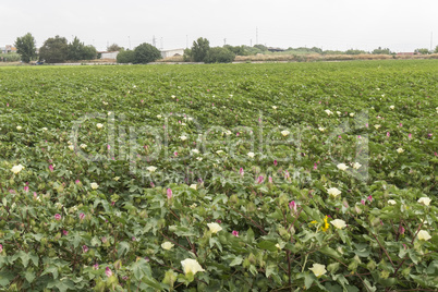 Cotton plantation in flower