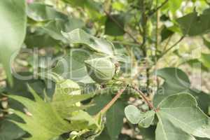 Cotton plant, cotton buds