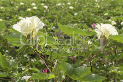 Cotton flower, cotton plant, cotton bud