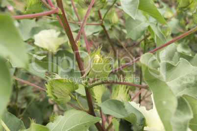Cotton plant, cotton buds