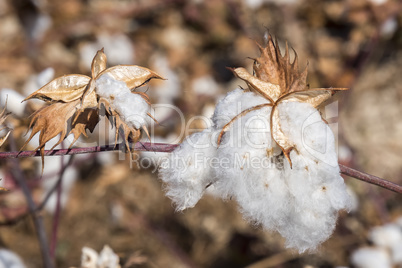 Cotton Plant Ready to Harvest