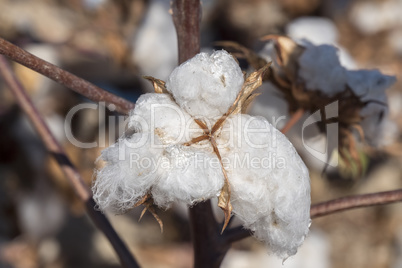 Cotton Plant Ready to Harvest