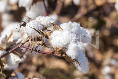 Cotton Plant Ready to Harvest