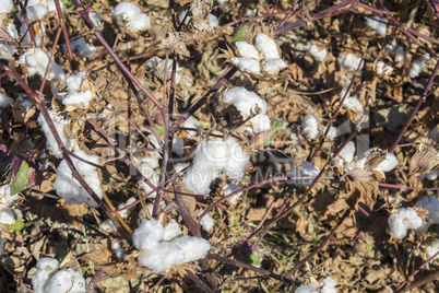 Cotton Plant Ready to Harvest