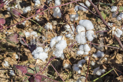 Cotton Plant Ready to Harvest