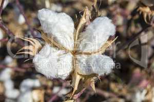 Cotton Plant Ready to Harvest