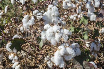 Cotton Plant Ready to Harvest