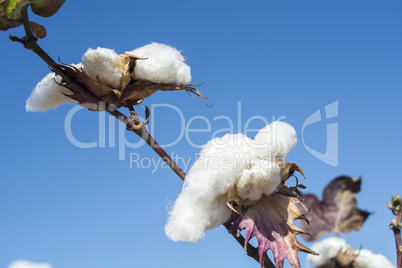 Cotton Plant Ready to Harvest