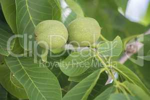 Unripe nuts on the tree