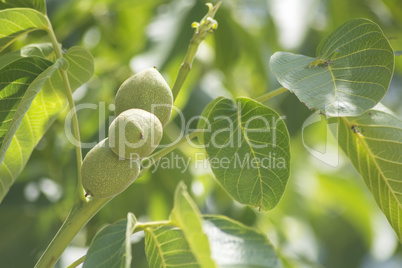 Unripe nuts on the tree