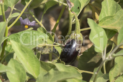 Eggplant growing, aubergine