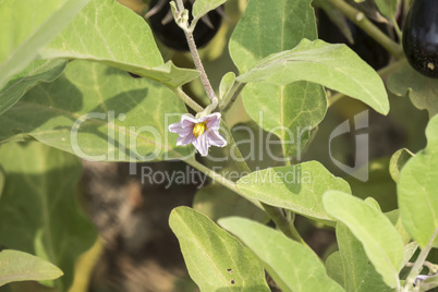 Eggplant flower, aubergine