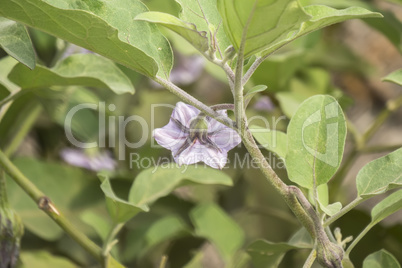 Eggplant flower, aubergine