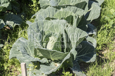 Cabbage in the orchard