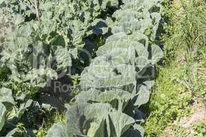 Cabbage in the orchard
