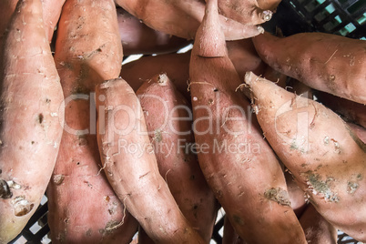 Ipomoea batatas