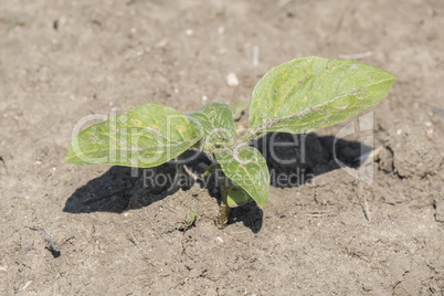 Plant sprout sunflower growing