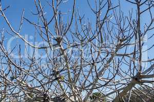 Fig Tree leafless in winter