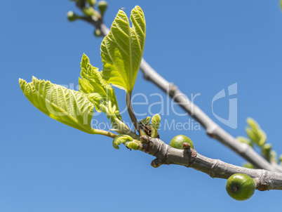 Outbreaks of a fig tree in spring