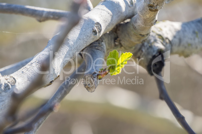 Outbreaks of fig in spring