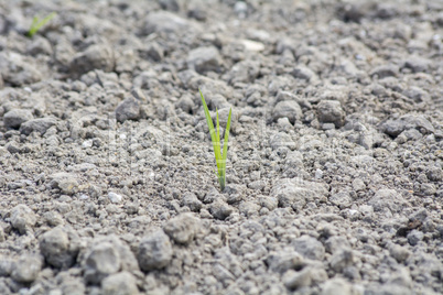 Tender sprout  in the ground