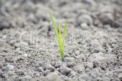 Tender sprout  in the ground