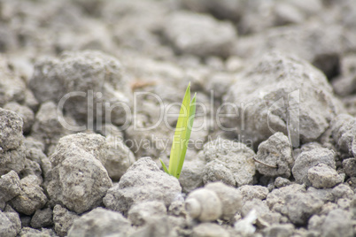 Tender sprout  in the ground