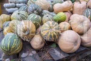 Pumpkins, Cucurbita argyrosperma, moschata, Butternut, maxima, c
