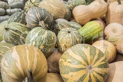 Pumpkins, Cucurbita argyrosperma, moschata, Butternut, maxima, c