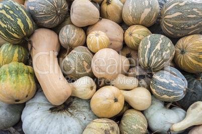 Pumpkins, Cucurbita argyrosperma, moschata, Butternut, maxima, c