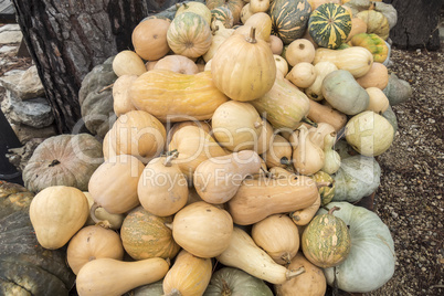 Pumpkins, Cucurbita argyrosperma, moschata, Butternut, maxima, c