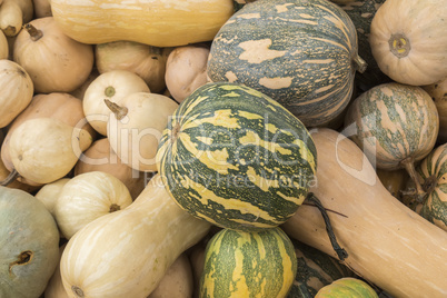 Pumpkins, Cucurbita argyrosperma, moschata, Butternut, maxima, c