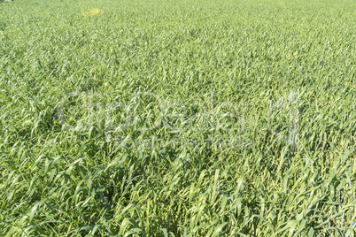 Harvesting unripe oats