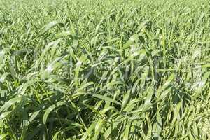 Harvesting unripe oats