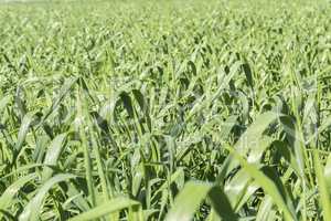 Harvesting unripe oats