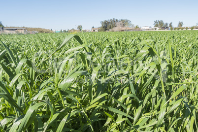 Harvesting unripe oats